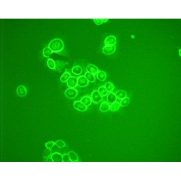 Anti-MDM2 (Ab-5) Mouse mAb (4B2C1.11)，100UG，OP145-100UGCN，Sigma