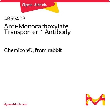 Anti-Monocarboxylate Transporter 1 Antibody，50UG，AB3540P，Sigma