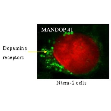 Anti-DRD4 Antibody, clone 2B9，100UG，MABN125，Sigma