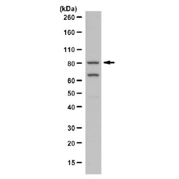 Anti-PI3 Kinase Antibody, p85，200UL，ABS1856，Sigma
