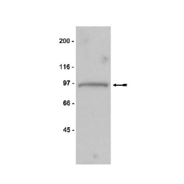 Anti-Mps1 Antibody, NT, clone 3-472-1，200UG，05-682，Sigma