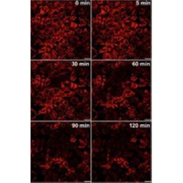 BioTracker ERthermAC温度敏感活细胞染料，1MG，SCT057，Sigma