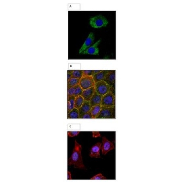 Anti-Axin2, clone cond4-1D5 Antibody，100UG，MABS453，Sigma