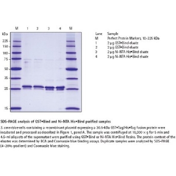 YeastBuster Protein Extraction Reagent，100ML，71186-3CN，密理博