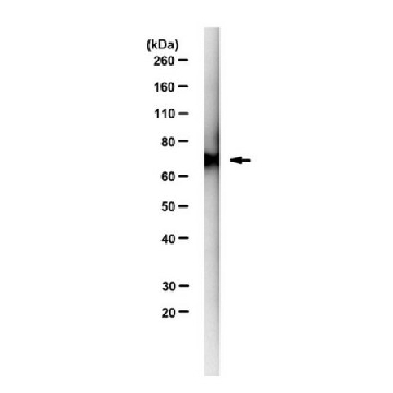 Anti-TAF-15 Antibody, clone 12F11，100UG，MABE1918-100UG，Sigma