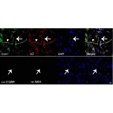 Anti-Na+K+ ATPase α-2 Antibody，200UL，07-674，Sigma