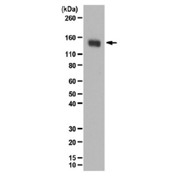 Anti-MYPT1 Antibody，100UG，07-672-I，Sigma