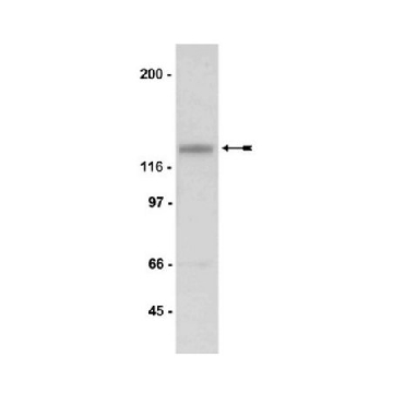 抗-NR3A抗体，200UG，07-356，Sigma