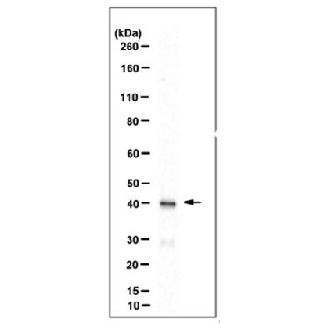 Anti-Thorase Antibody, clone 9G7.1，100UG，MABN224，Sigma