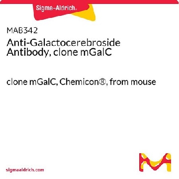抗半乳糖脑苷脂抗体，克隆mGalC，50UG，MAB342，Sigma