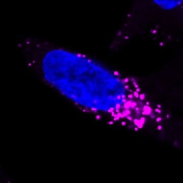BioTracker NIR633 Lysosome Dye，10X100UL，SCT138，Sigma