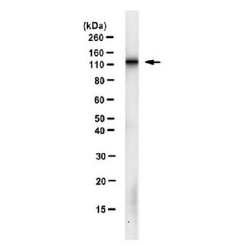 Anti-LLGL1 Antibody, clone mAb17-35，25UG，MABS2066-25UG，Sigma