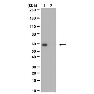 Anti-acetyl-c-Myc (Lys323) Antibody，100UG，ABE26，Sigma