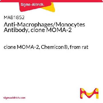 抗巨噬细胞/单核细胞抗体，克隆MOMA-2，100UG，MAB1852，Sigma