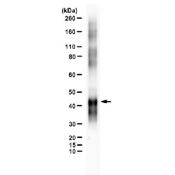 Anti-Ovalbumin (Egg White)，100UL，ABS818，Sigma
