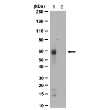 Anti-acetyl-c-Myc (Lys148) Antibody，100UG，ABE25，Sigma