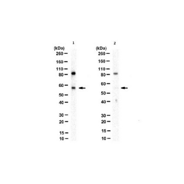 Anti-phospho-p62 (Ser403) Antibody, clone 4F6，100UG，MABC186-I，Sigma