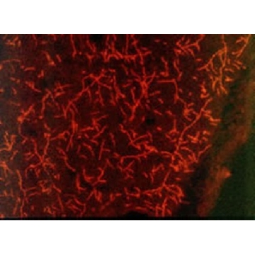 Anti-Serotonin (5-HT) Transporter (602-622) Rabbit pAb，100UL，PC177L-100ULCN，Sigma