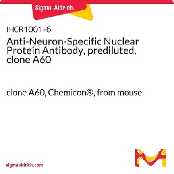 Anti-Neuron-Specific Nuclear Protein Antibody, prediluted, clone A60，6ML，IHCR1001-6，Sigma