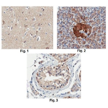 Anti-Prohormone Convertase PC2 Antibody，100UL，AB15610-I，Sigma