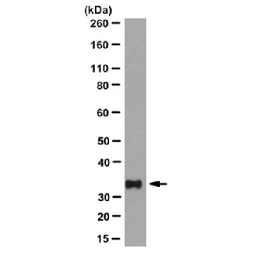 Anti-PL Scramblase 1 Antibody, clone 4D2，100UG，MABS483，Sigma