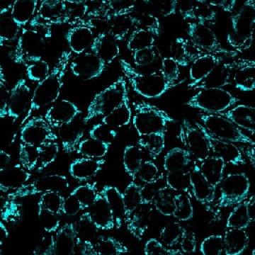 BioTracker 405 蓝色线粒体染料，20X50UG，SCT135，Sigma