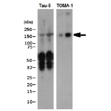 抗-Tau 抗体，寡聚抗体，克隆 TOMA-1，100UG，MABN819，Sigma