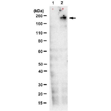 Anti-TNRC6ABC Antibody, clone 7A9，25UG，MABE1919-25UG，Sigma