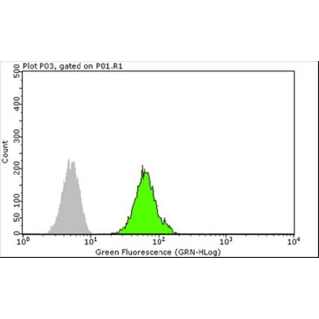 Anti-FXR1 Antibody, clone 6BG10，100UG，05-1529，Sigma