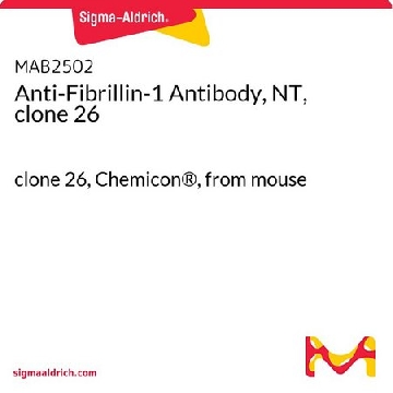 抗原纤维蛋白1抗体，NT，克隆26，100UG，MAB2502，Sigma
