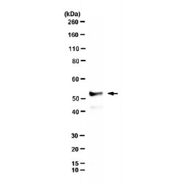 Anti-RIPK3/RIP3 Antibody, clone 8G7，25UL，MABC1595-25UL，Sigma