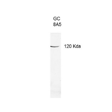 Anti-Guanylate Cyclase 2E Antibody, clone 8A5，200UG，MABN2436，Sigma