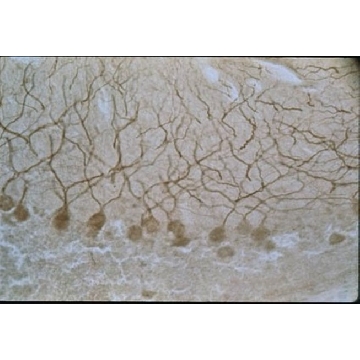 抗-NMDAR2B抗体，10UG，AB1557P，Sigma