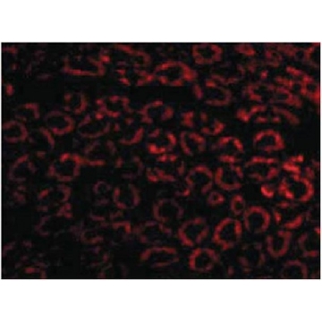 抗-Nephrin抗体，100UG，ABT331，Sigma