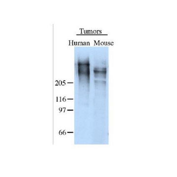 Anti-Tenascin Antibody，50UG，AB19011，Sigma