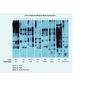 4G10® Platinum, Anti-Phosphotyrosine Antibody (mouse monoclonal cocktail IgG2b)，100UL，05-1050，Sigma