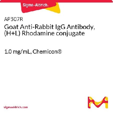 Goat Anti-Rabbit IgG Antibody, (H+L) Rhodamine conjugate，1ML，AP307R，Sigma