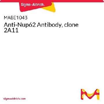 Anti-Nup62 Antibody, clone 2A11，100UG，MABE1043，Sigma