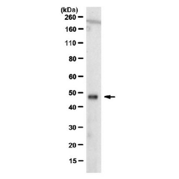 抗-OTUD3抗体，克隆12A6.1，25UG，MABS1819-25UG，Sigma