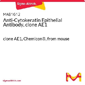 Anti-Cytokeratin Epithelial Antibody, clone AE1，500UG，MAB1612，Sigma