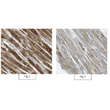 Anti-Myostatin Antibody, Near CT，100UG，AB3239-I，Sigma