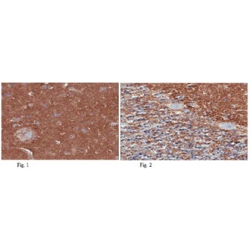 Anti-Apolipoprotein E4 (ApoE4) Antibody, clone 4E4，100UL，MABN43，Sigma